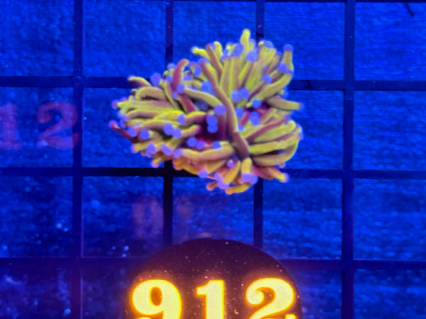 Episode 534 Live Sale Orange Tag #912 24K INDO GOLD TORCH