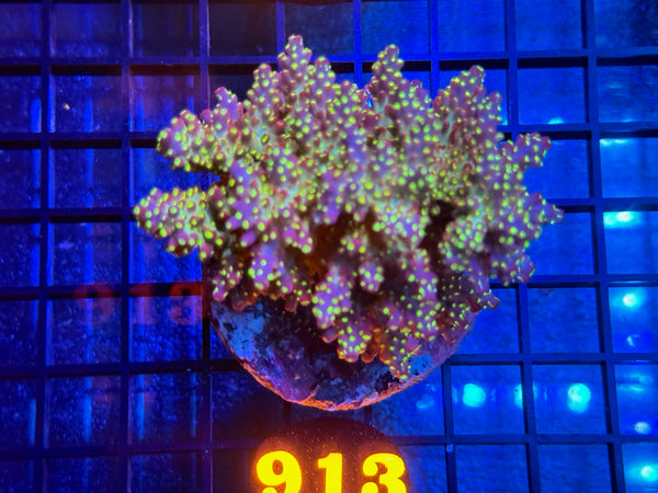 Episode 534 Live Sale Orange Tag #913 TRICOLOR VILLEDA