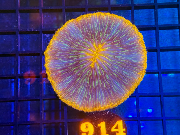 Episode 534 Live Sale Orange Tag #914 RING OF FIRE PLATE CORAL