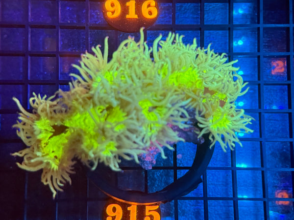 Episode 534 Live Sale Orange Tag #915 ULTRA ELEGANCE CORAL