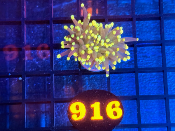 Episode 534 Live Sale Orange Tag #916 RASTA TORCH