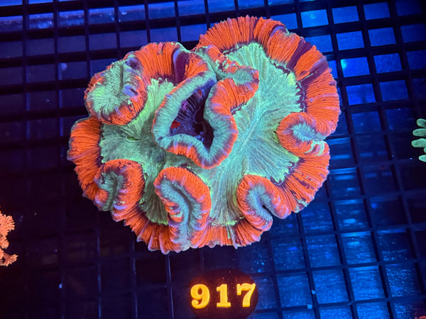 Episode 534 Live Sale Orange Tag #917 XXL ULTRA WELLSO