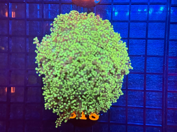 Episode 534 Live Sale Orange Tag #918 ULTRA ELEGANCE CORAL