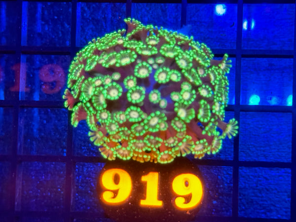 Episode 534 Live Sale Orange Tag #919 BI COLOR FLOWERPOT