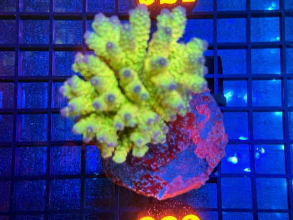 Episode 534 Live Sale Orange Tag #920 ACRO COLONY