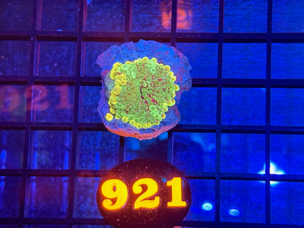 Episode 534 Live Sale Orange Tag #921 BOUNCE MUSHROOM