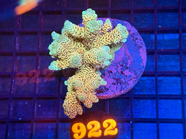 Episode 534 Live Sale Orange Tag #922 MILLIPORA COLONY
