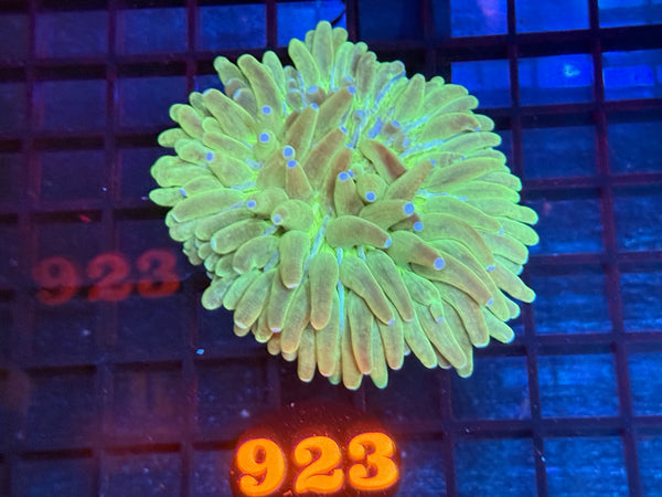 Episode 534 Live Sale Orange Tag #923 ULTRA HELIOFUNGIA PLATE ANENOME