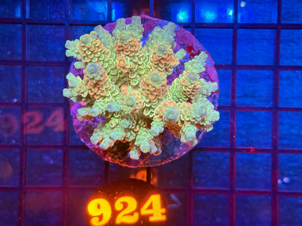 Episode 534 Live Sale Orange Tag #924 ACRO COLONY