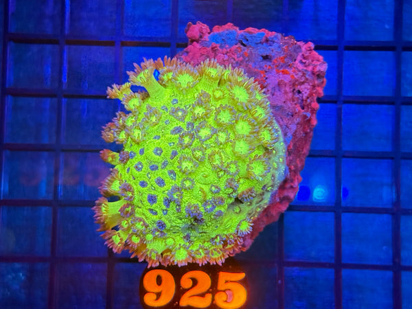 Episode 534 Live Sale Orange Tag #925 MULTI COLOR ALVEPORA COLONY