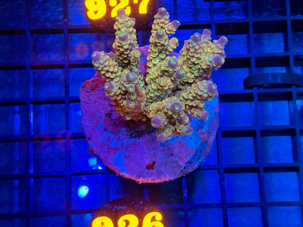 Episode 534 Live Sale Orange Tag #926 ACRO COLONY