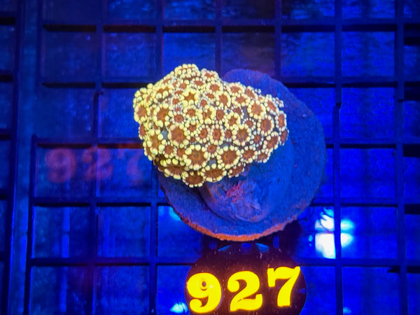 Episode 534 Live Sale Orange Tag #927 MULTI COLOR ALVEPORA COLONY