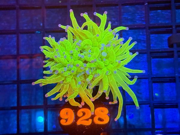 Episode 534 Live Sale Orange Tag #928 ULTRA TODDS TORCH