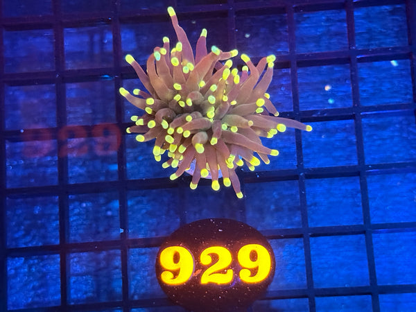 Episode 534 Live Sale Orange Tag #929 RASTA TORCH