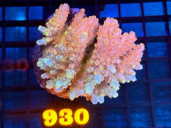 Episode 534 Live Sale Orange Tag #930 ACRO COLONY