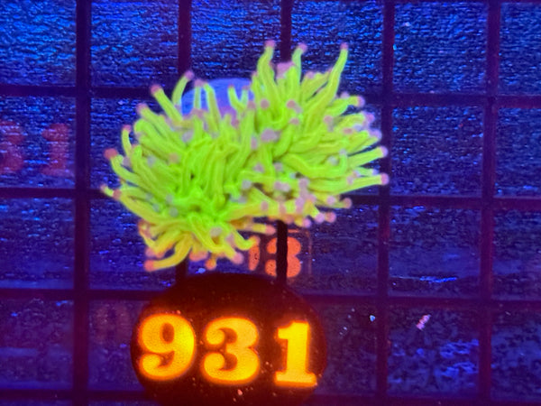 Episode 534 Live Sale Orange Tag #931 ULTRA TODDS TORCH