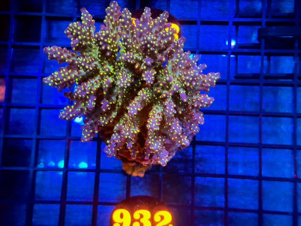 Episode 534 Live Sale Orange Tag #932 TRICOLOR VILLEDA