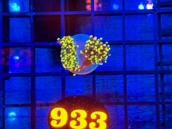 Episode 534 Live Sale Orange Tag #933 RASTA TORCH