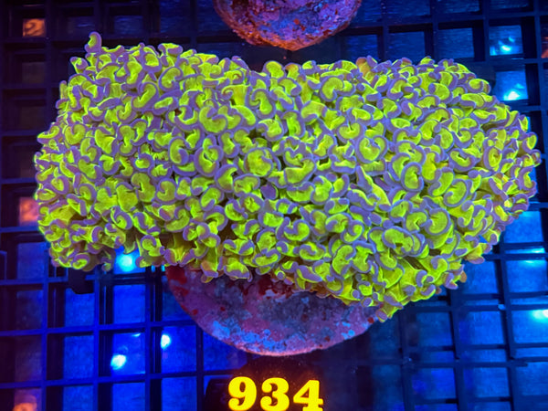 Episode 534 Live Sale Orange Tag #934 BICOLOR WALL HAMMER