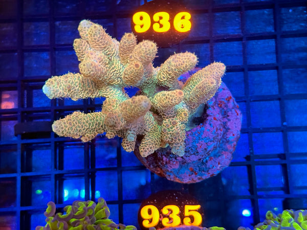 Episode 534 Live Sale Orange Tag #935 MILLIPORA COLONY