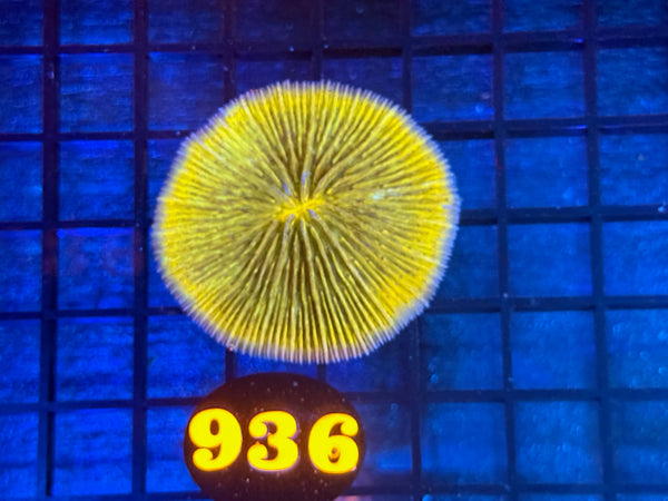 Episode 534 Live Sale Orange Tag #936 GOLDEN PLATE CORAL