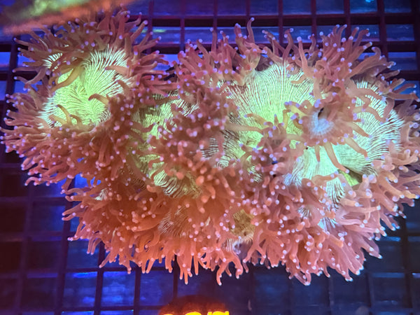 Episode 534 Live Sale Orange Tag #937 PURPLE TIP ELEGANCE