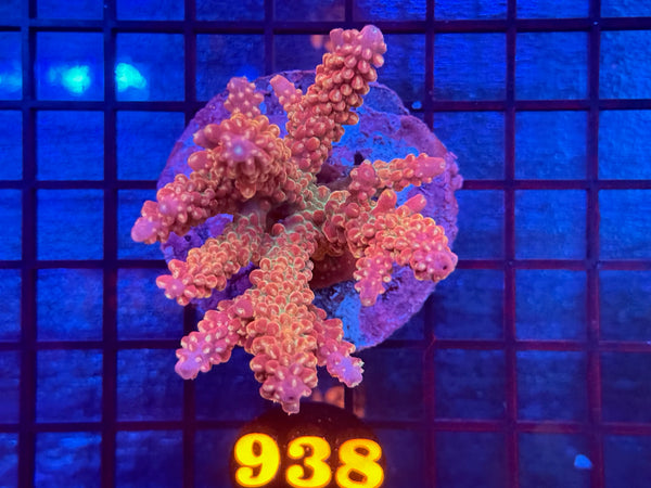 Episode 534 Live Sale Orange Tag #938 ACRO COLONY