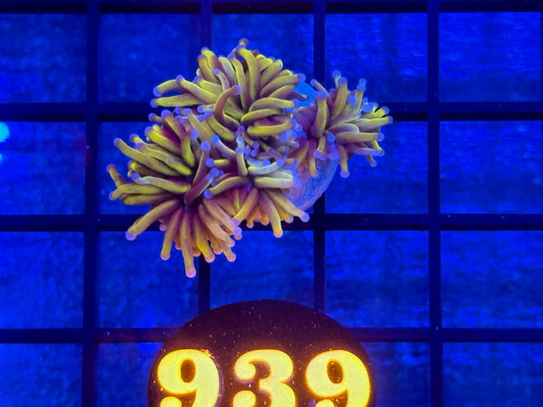 Episode 534 Live Sale Orange Tag #939 24K INDO GOLD TORCH