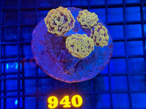 Episode 534 Live Sale Orange Tag #940 BI COLOR BRANCHING HAMMER COLONY