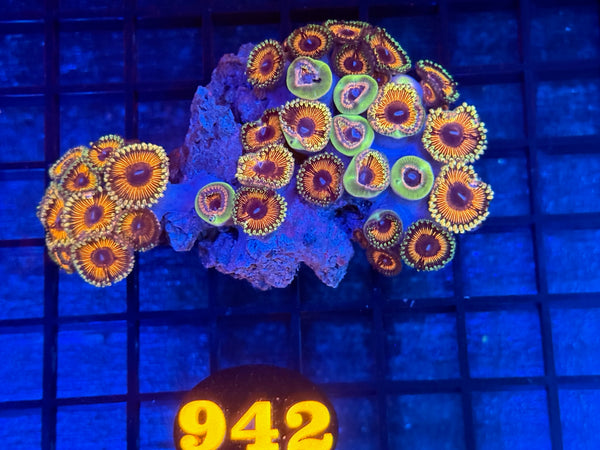 Episode 534 Live Sale Orange Tag #942 DESIGNER ZOA COLONY