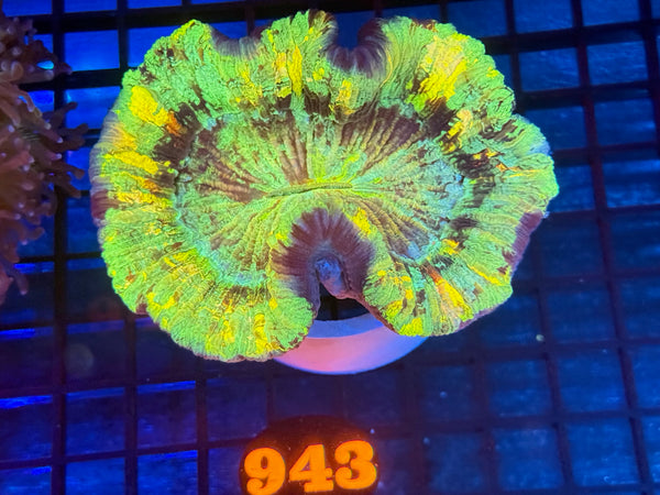Episode 534 Live Sale Orange Tag #943 ULTRA WELLSO COLONY