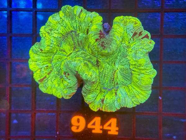 Episode 534 Live Sale Orange Tag #944 ULTRA WELLSO COLONY