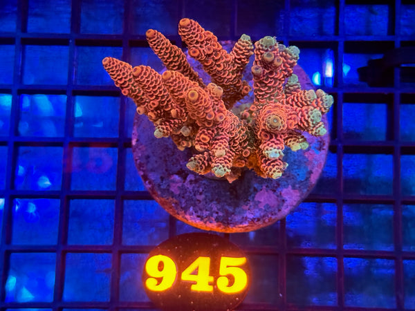 Episode 534 Live Sale Orange Tag #945 MILLIPORA COLONY