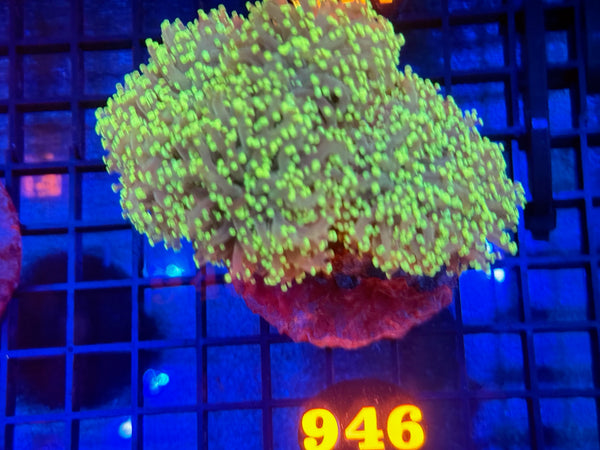 Episode 534 Live Sale Orange Tag #946 ULTRA FROGSPAWN COLONY