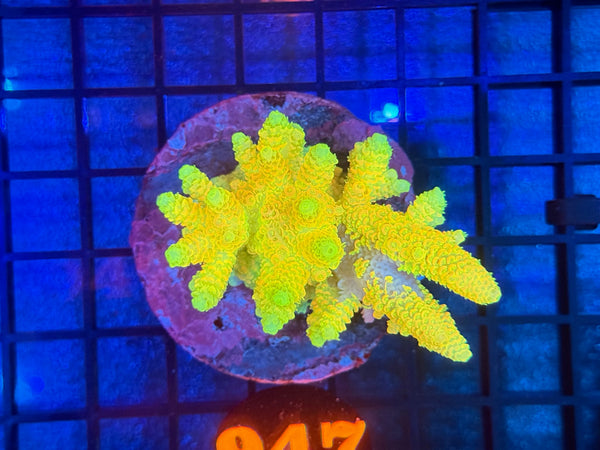 Episode 534 Live Sale Orange Tag #947 MILLIPORA COLONY