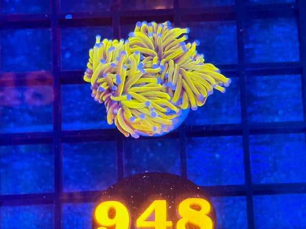 Episode 534 Live Sale Orange Tag #948 24K INDO GOLD TORCH