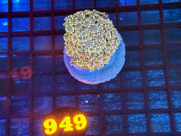 Episode 534 Live Sale Orange Tag #949 MULTI COLOR ALVEPORA COLONY