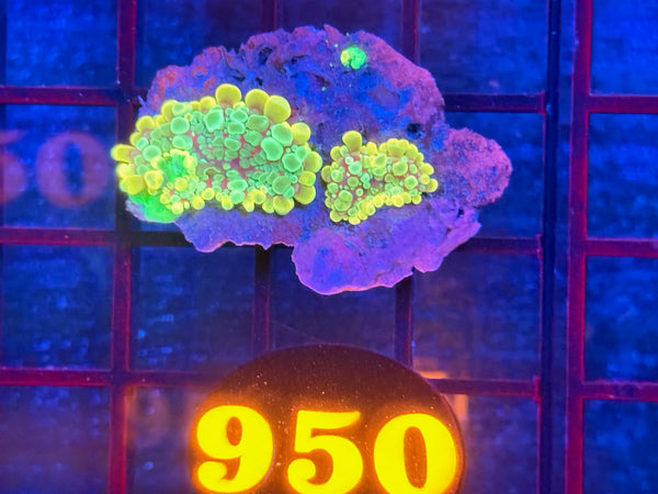 Episode 534 Live Sale Orange Tag #950 BOUNCE MUSHROOM