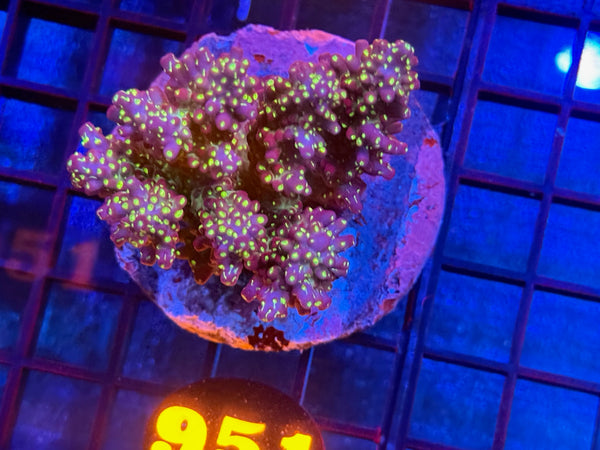 Episode 534 Live Sale Orange Tag #951 TRICOLOR VILLEDA