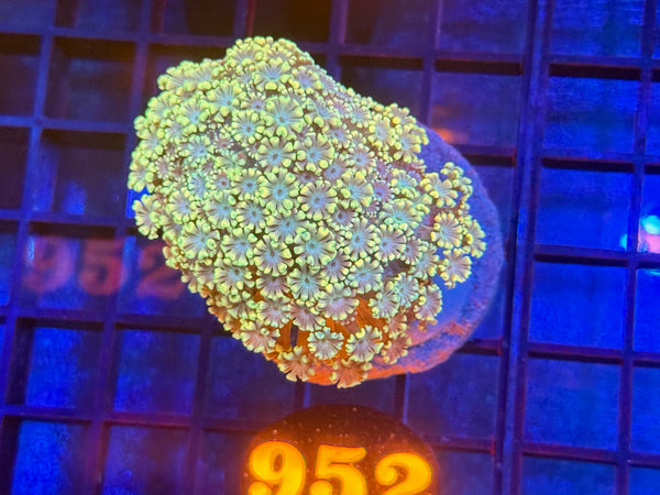 Episode 534 Live Sale Orange Tag #952 MULTI COLOR ALVEPORA COLONY