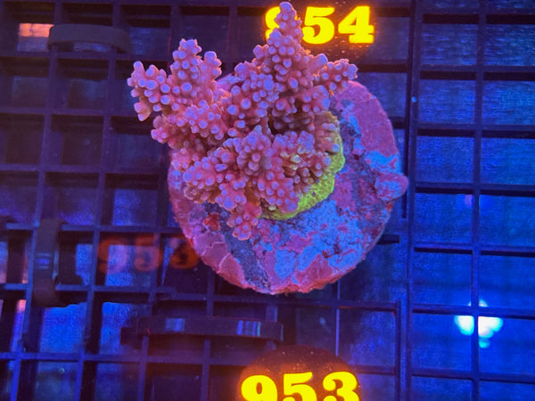 Episode 534 Live Sale Orange Tag #953 ACRO COLONY