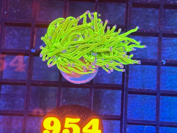 Episode 534 Live Sale Orange Tag #954 ULTRA TODDS TORCH