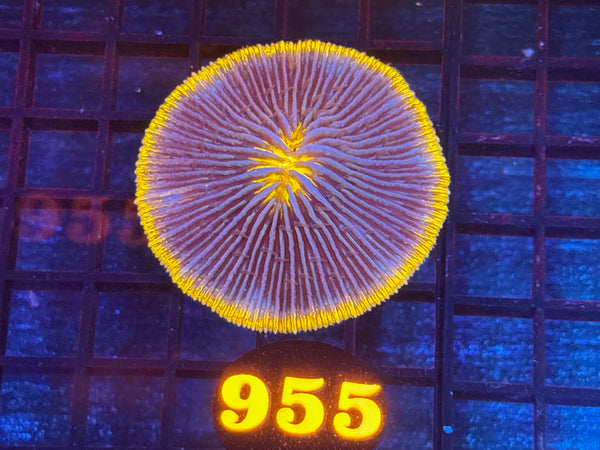 Episode 534 Live Sale Orange Tag #955 RING OF FIRE PLATE CORAL