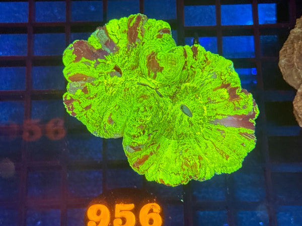 Episode 534 Live Sale Orange Tag #956 ULTRA WELLSO COLONY