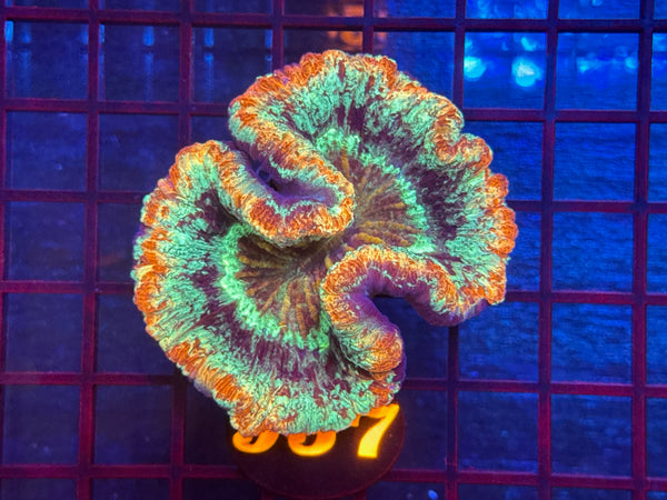 Episode 534 Live Sale Orange Tag #957 ULTRA WELLSO COLONY