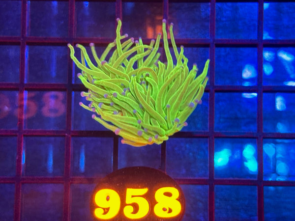 Episode 534 Live Sale Orange Tag #958 ULTRA TODDS TORCH