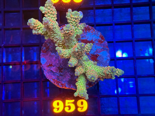 Episode 534 Live Sale Orange Tag #959 ACRO COLONY