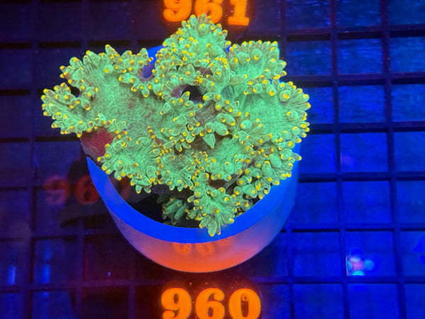 Episode 534 Live Sale Orange Tag #960 ULTRA ELEGANCE CORAL