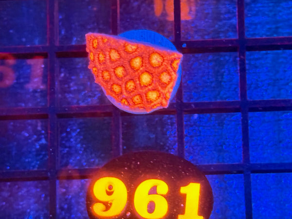 Episode 534 Live Sale Orange Tag #961 RED FLOWERPOT