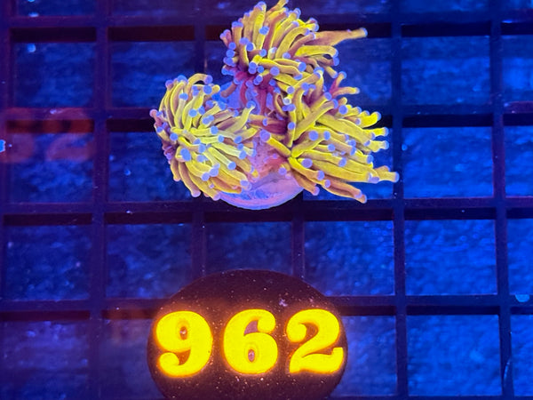 Episode 534 Live Sale Orange Tag #962 24K INDO GOLD TORCH